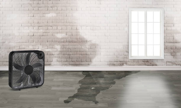 Best Flood damage cleanup  in Middletown, MD